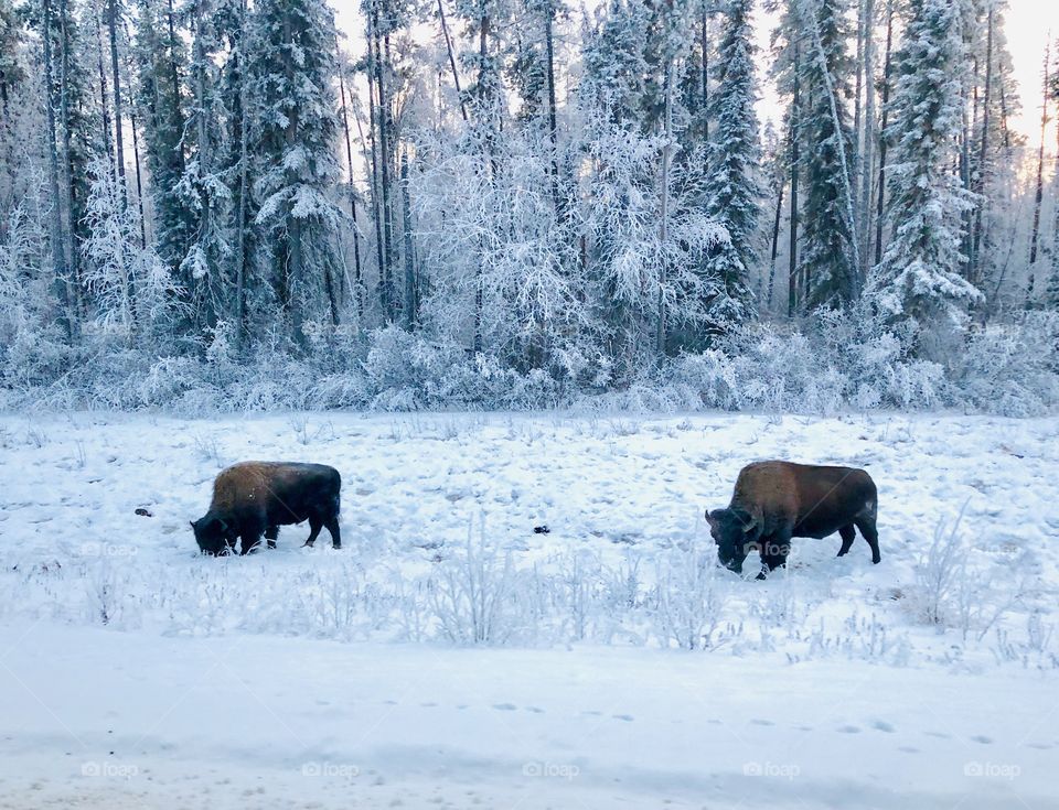 Northern wildlife encounter on the road. Some bison enjoying their winter in Alaska/Canada. 