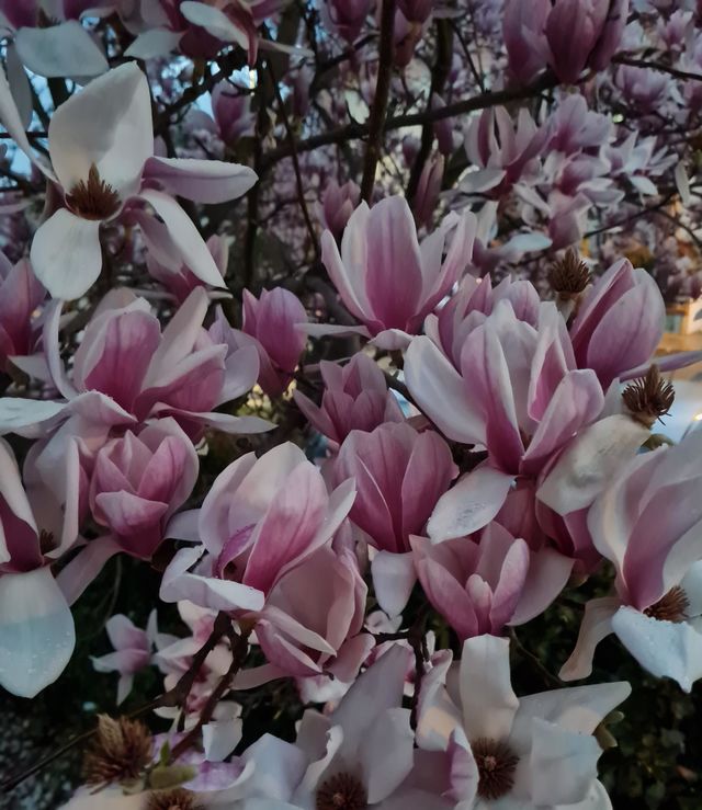 magnolia
