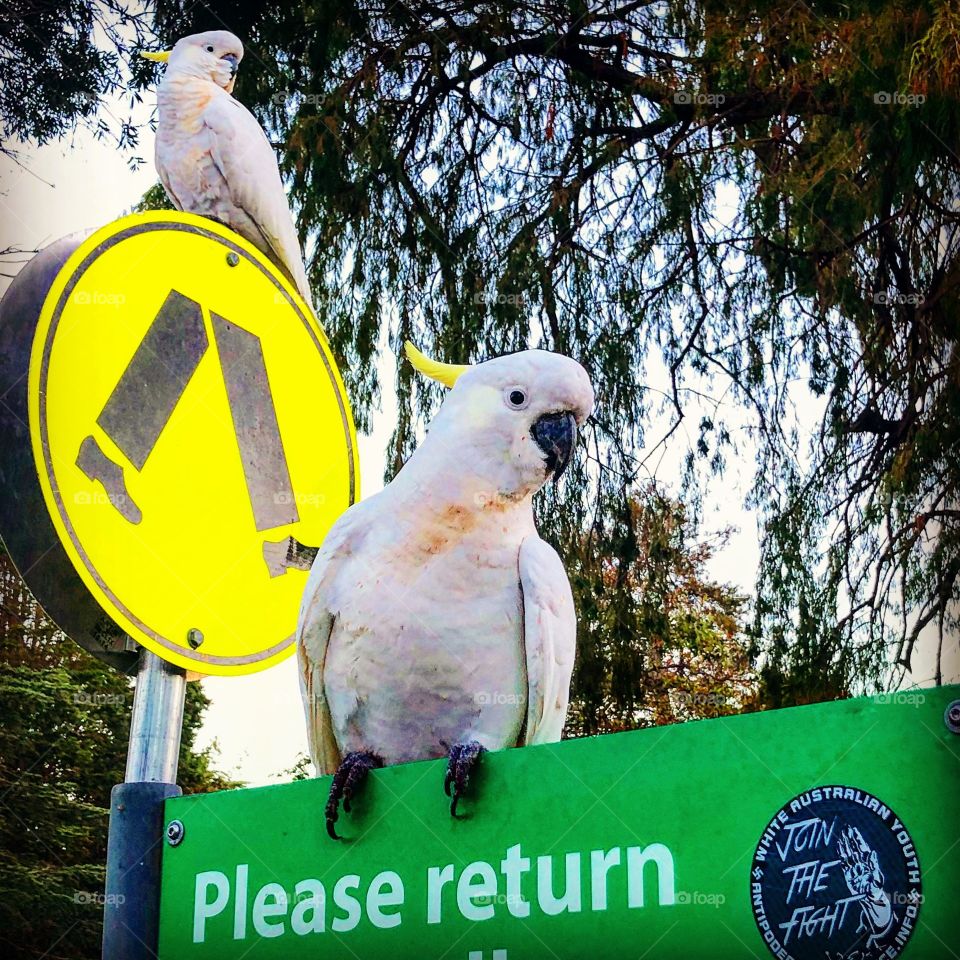 A couple of the local cockatoos