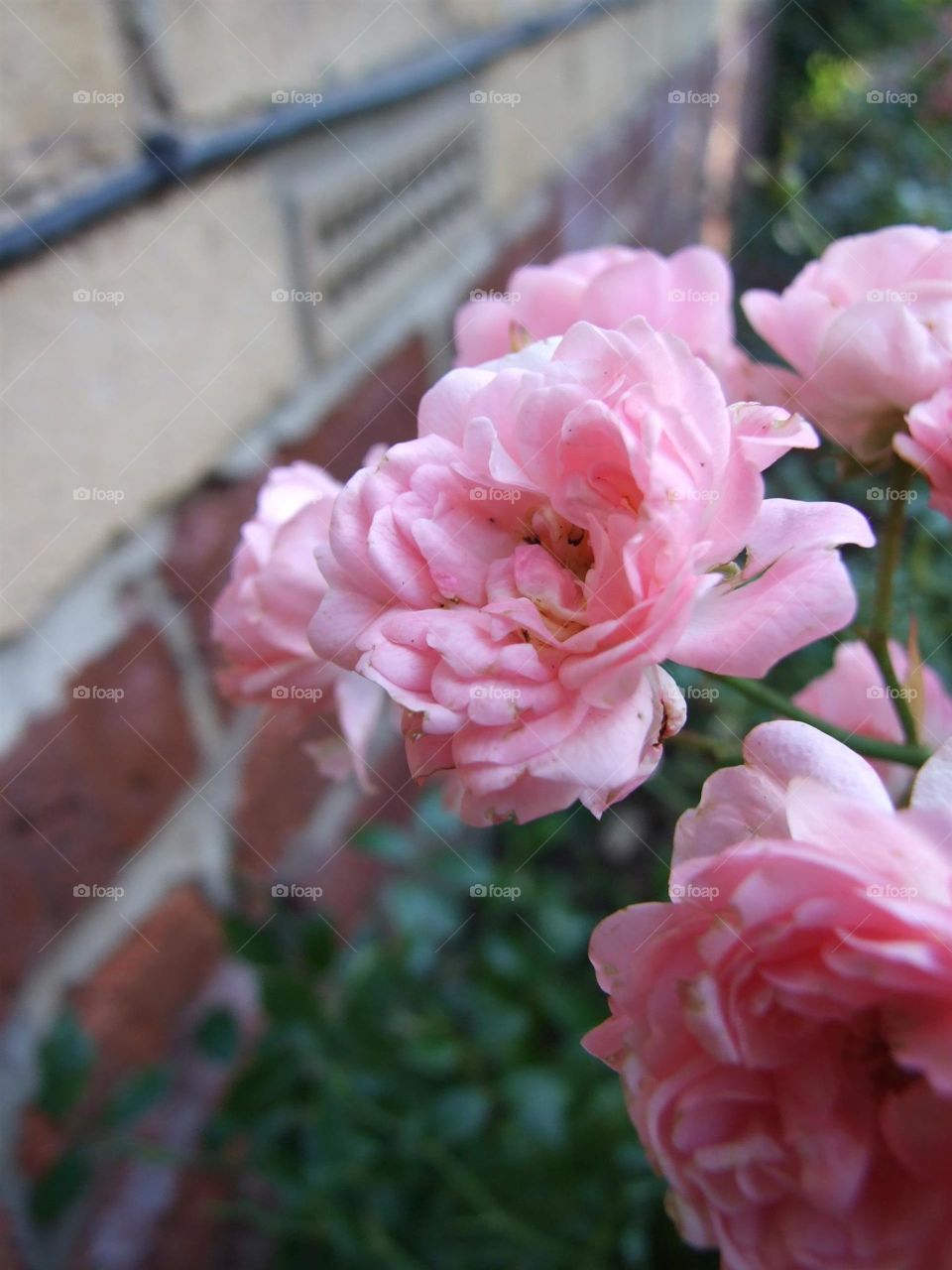 Small, pink rose