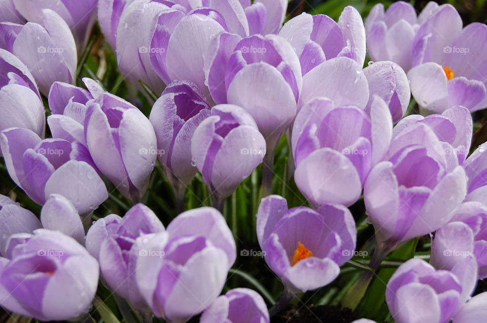 Crocus flowers in bloom