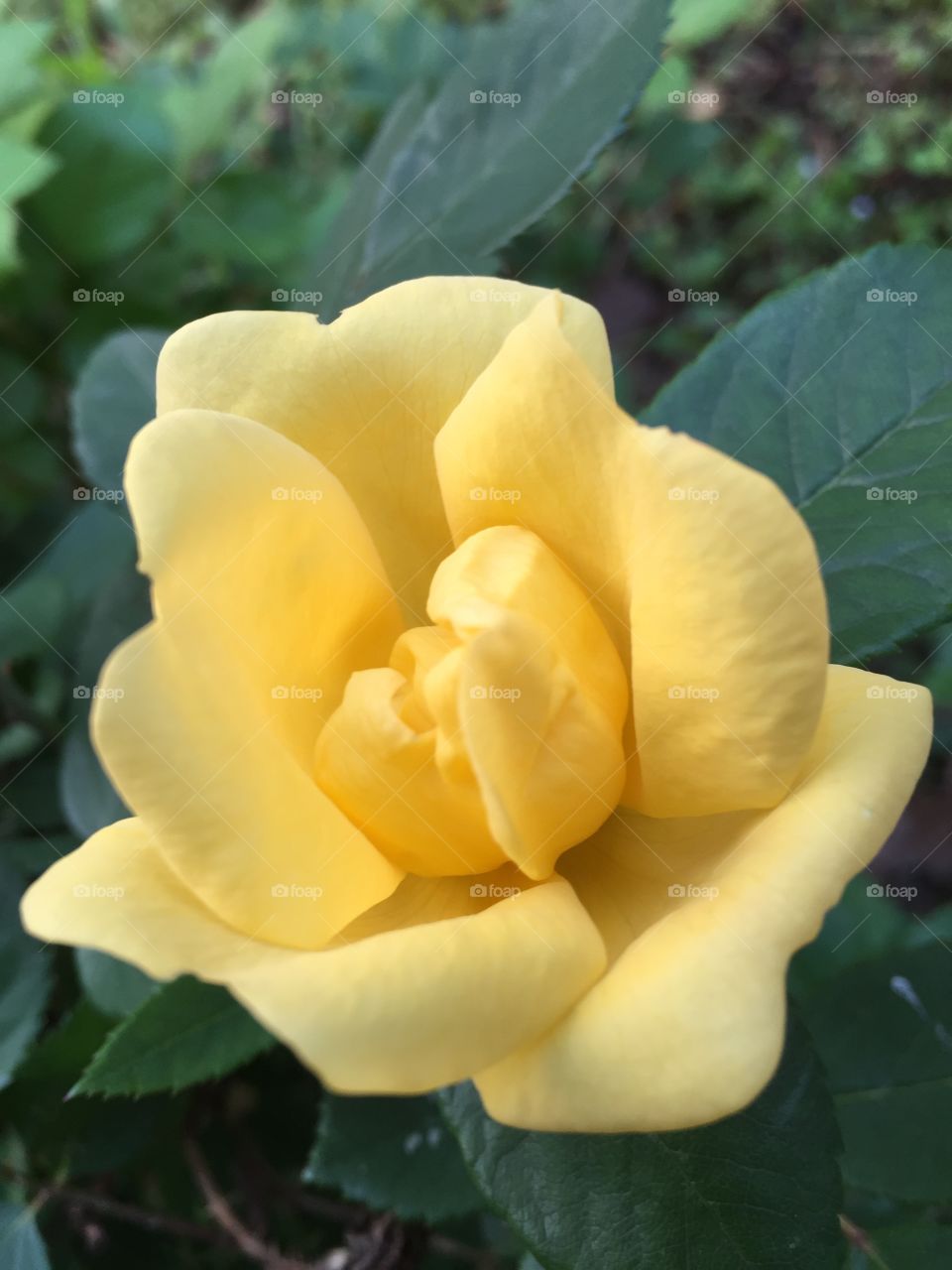 Close-up of a yellow Rose