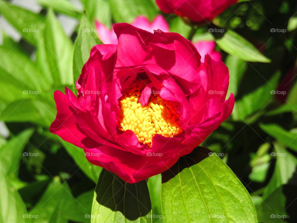 bright peony