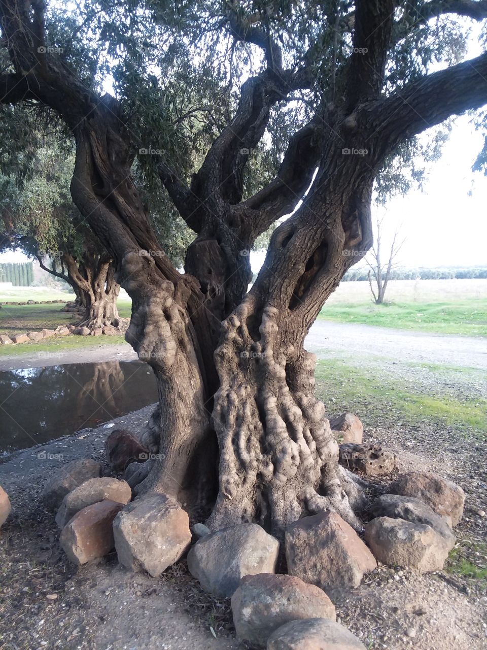 Twists of the Olive Tree