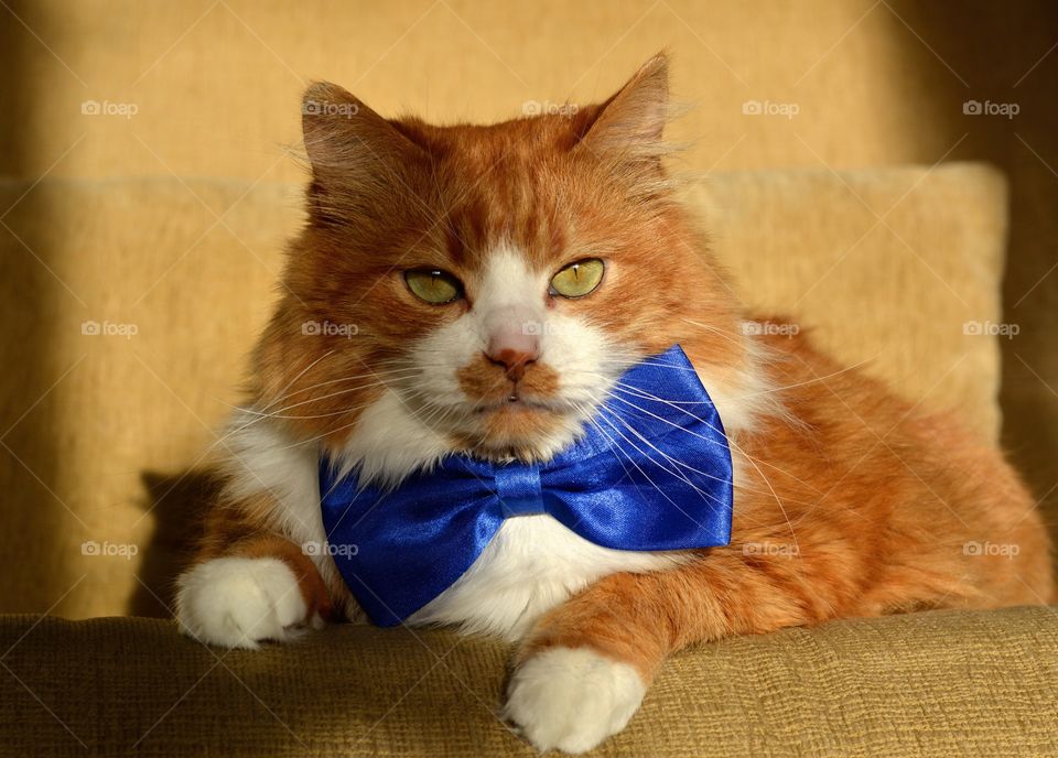 cat pet on the blue bow tie in the sunlight home