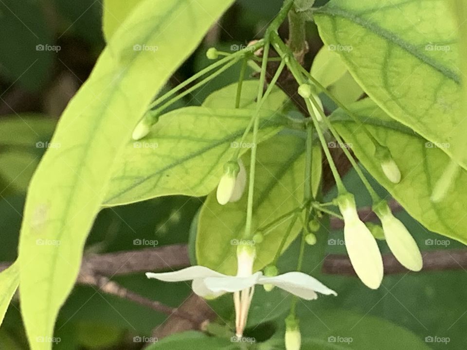 Plants around us.