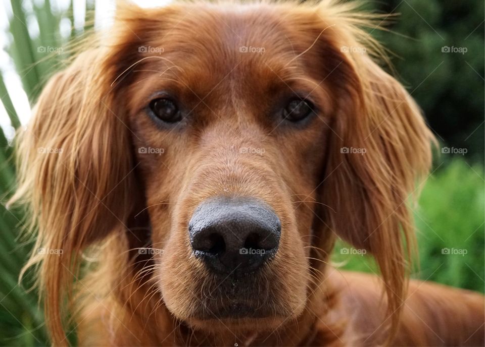 A Portrait of Quinn our beautiful Red Setter ... one of my favourite photo’s as he makes me laugh as he always looks so sad ... this is as good as it gets for a almost not sad look🐶 😂