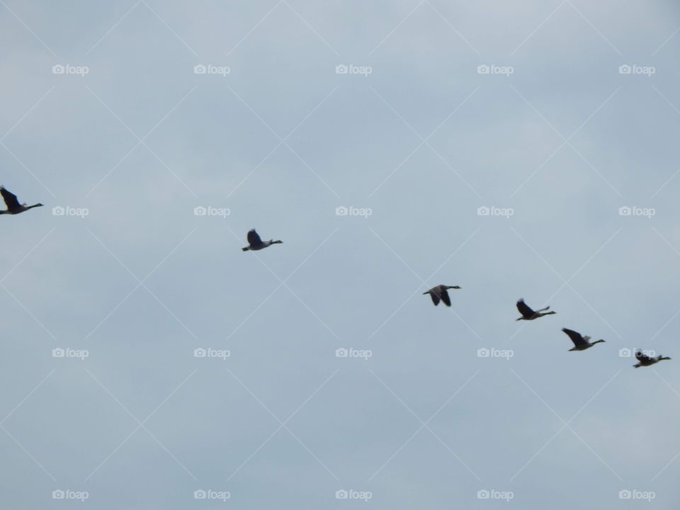 Nature’s Scenery, Geese Flyover 
