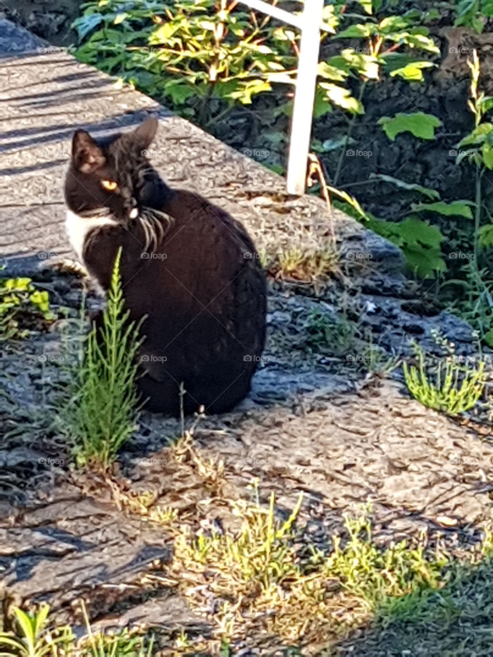 black cat with green eyes