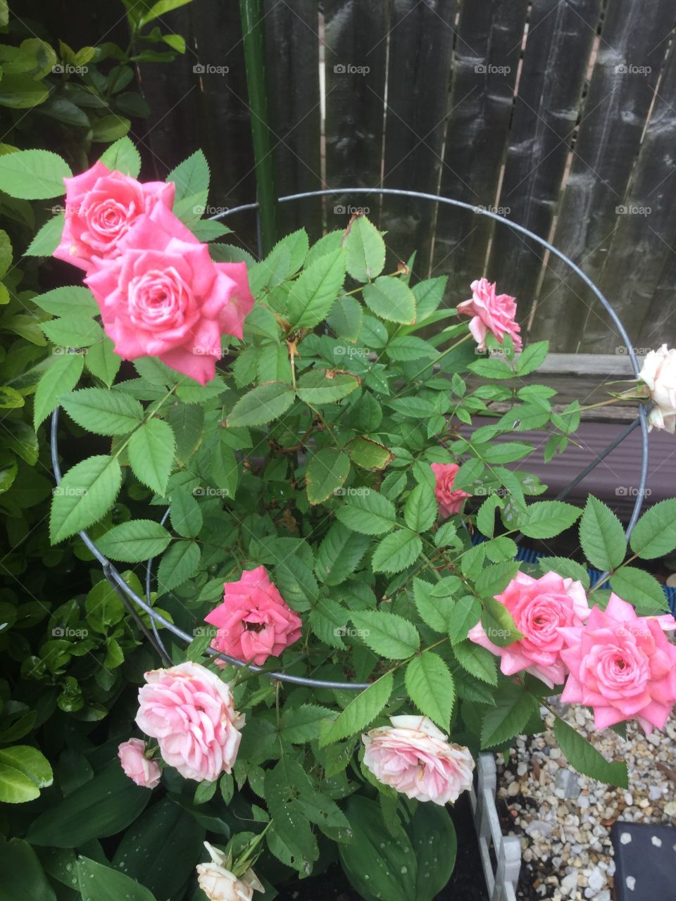 Pink Baby Roses 
