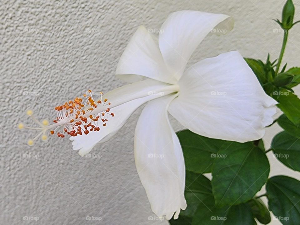 newly fresh hibiscus white