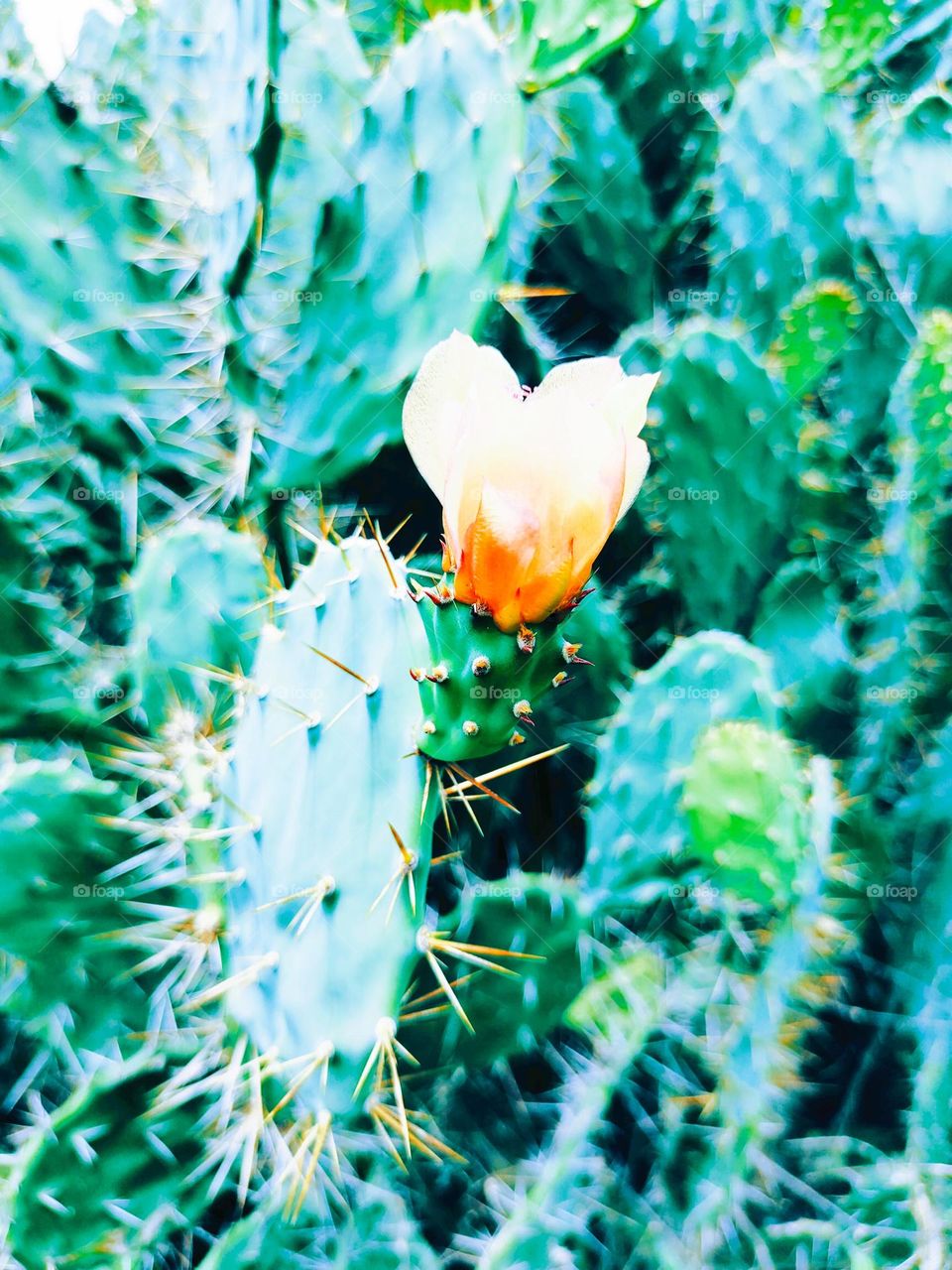 Cactus flower