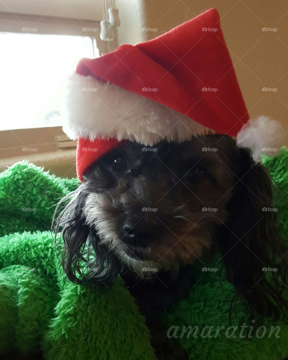 Santa's Helper