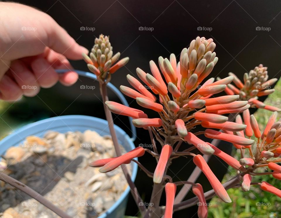 Aloe hereroensis or Sand Aloe’s orange flowers on long stems in front of a baby blue bucket, pale of beach sand with lots of seashells held by a hand with grass and black background comparing spring blooms or summer fun.