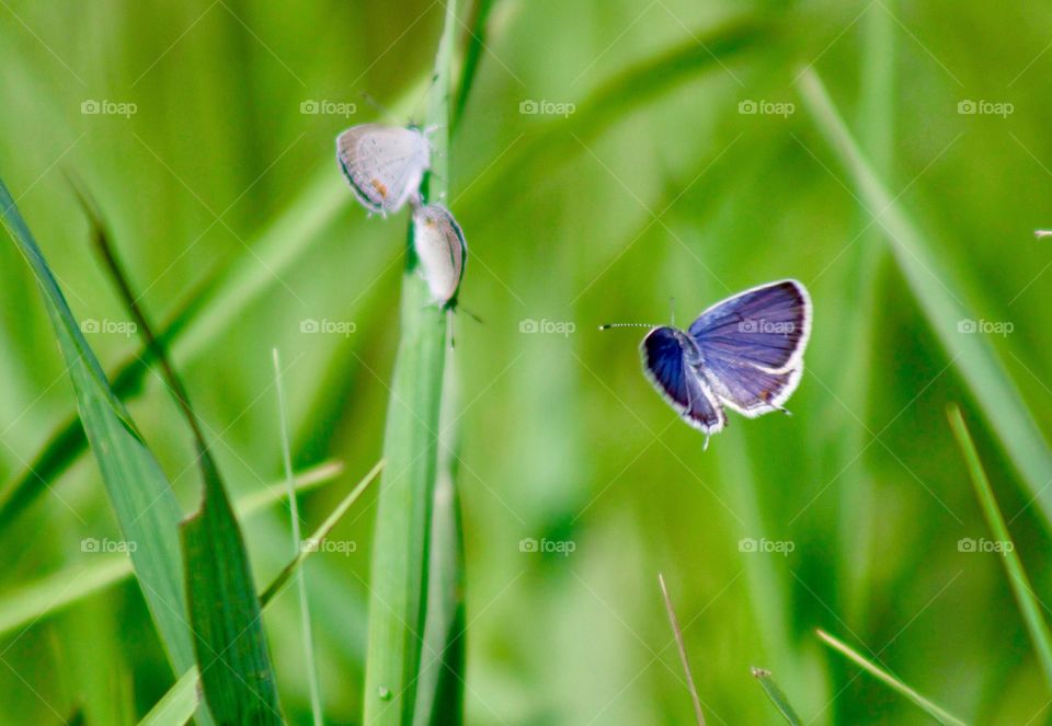 Butterflies Fly Away - tiny blue butterflies on blades of brome grass in a meadow