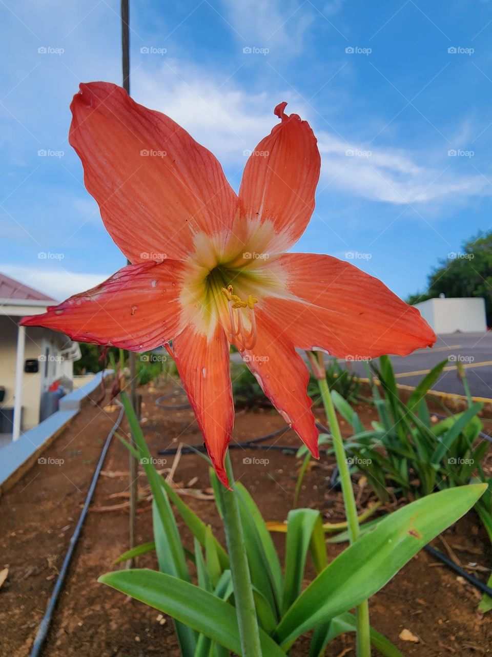 orange lily
