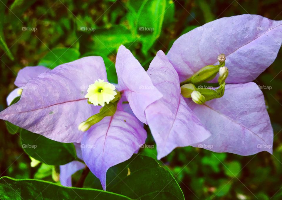 🌼#Flores do nosso #jardim, para alegrar e embelezar nosso dia!
#Jardinagem é nosso #hobby.
🌹
#flor #flowers #flower #pétalas #garden #natureza #nature #flora