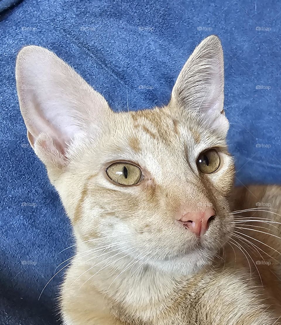 Tango, our adopted ginger kitten, looking ahead with curious eyes. He is 5 months old and growing daily.  Orange cats have a wonderful personality and are very playful.  They are excellent company and lots of fun.