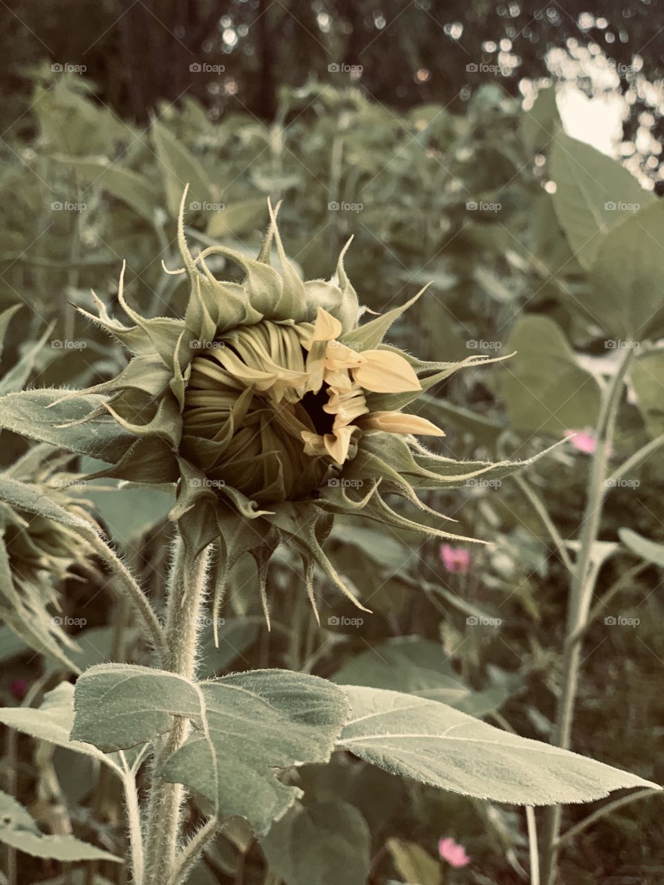 New life of a sunflower 