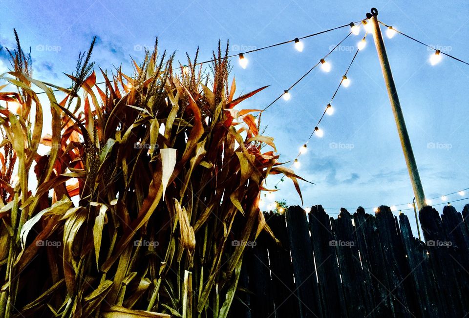 Wheat stalks in Dallas Texas 