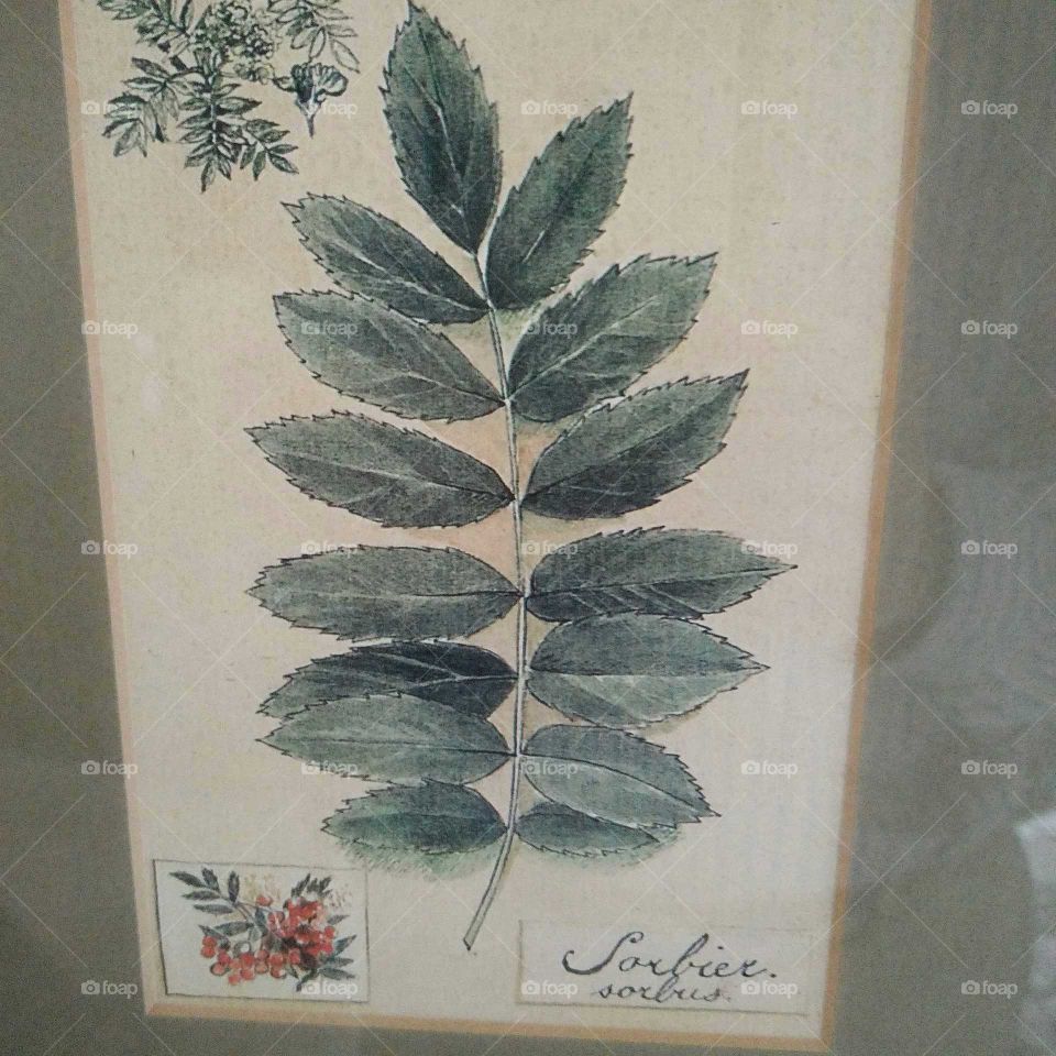 Painting of a leaf