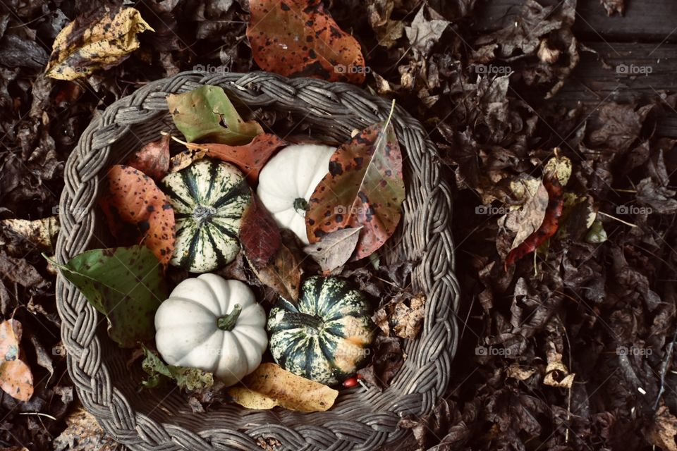 Nothing says fall like a basket of baby pumpkins on the porch accompanied by falling leaves from nearby trees. 