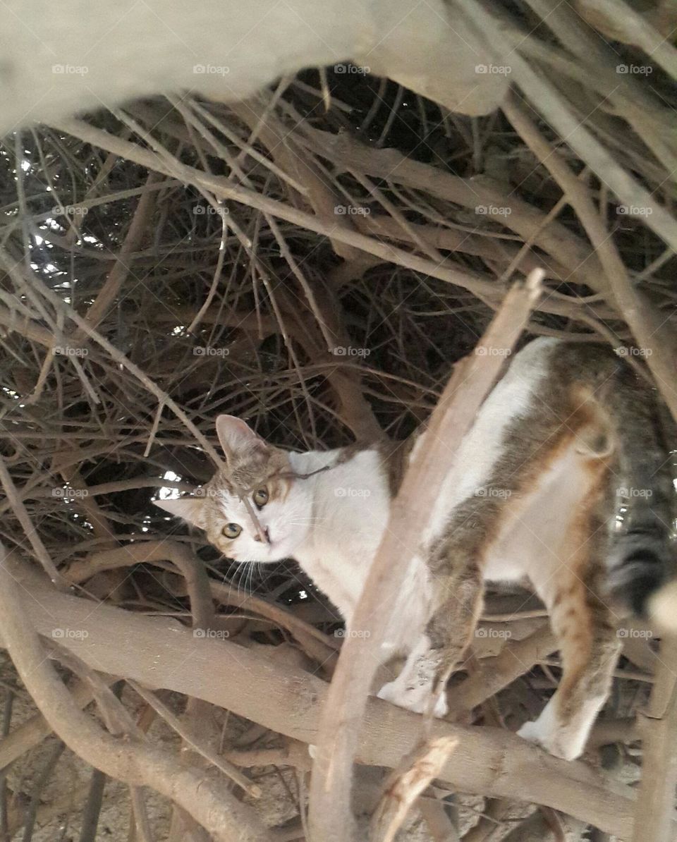 Poutchi was so angry because of me.
Look at its eyes 😅😅