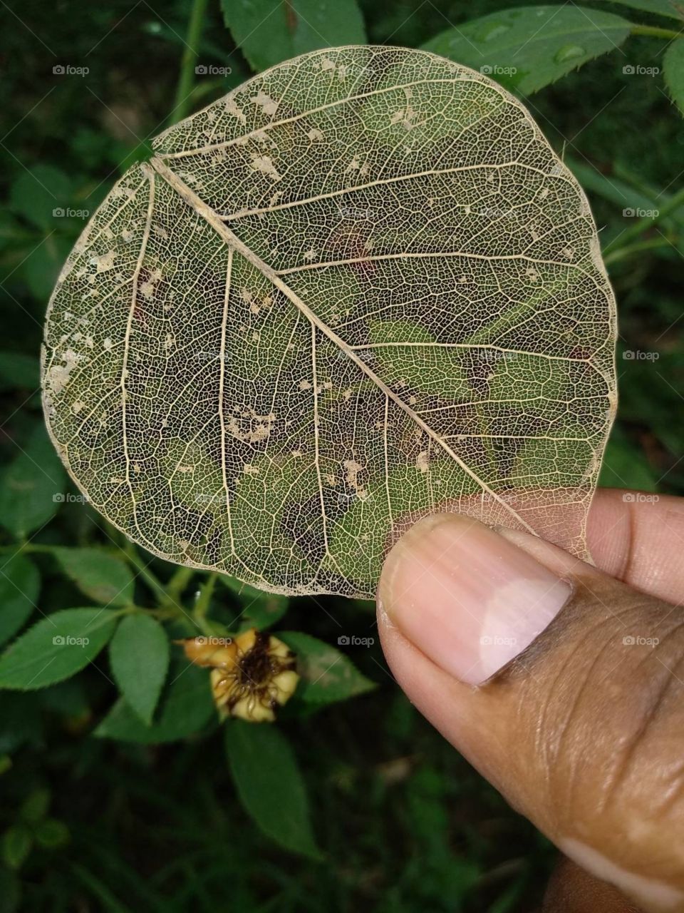 editers' choice: photo of the...