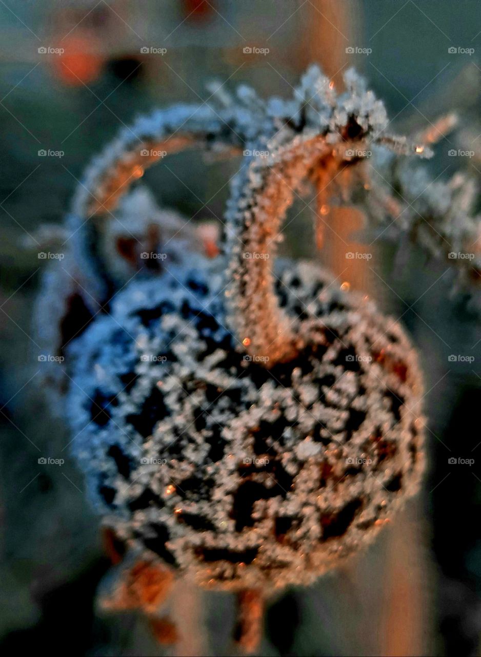 spherical shape of rosehip fruit incrusted with frost