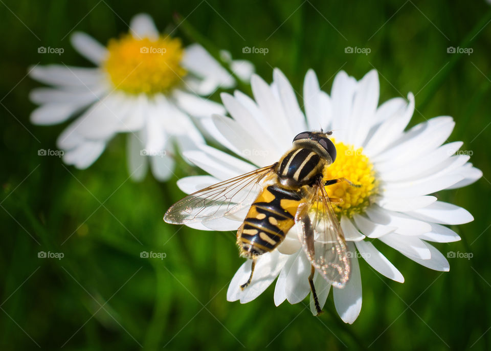 Bee