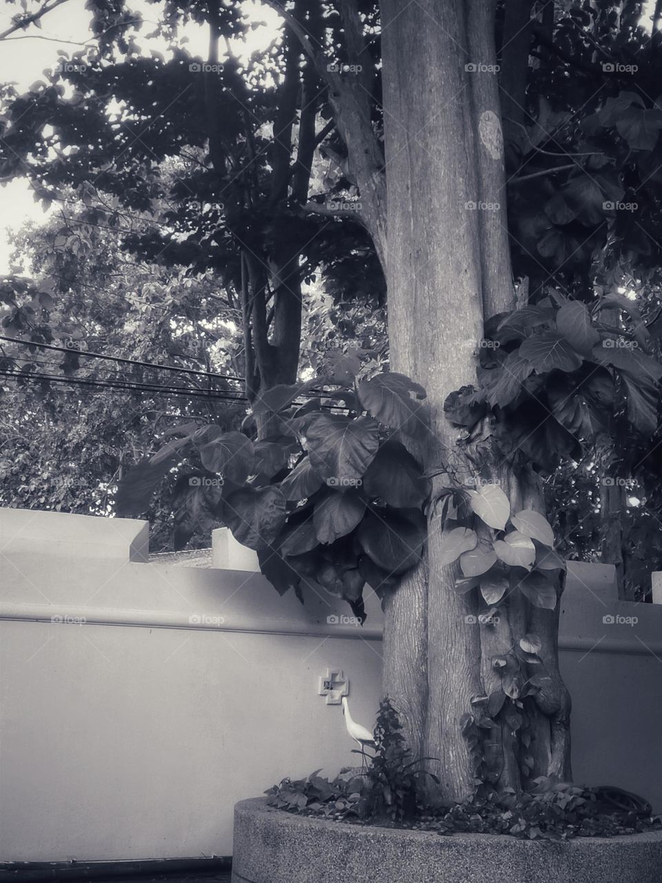 pictures of trees in different areas