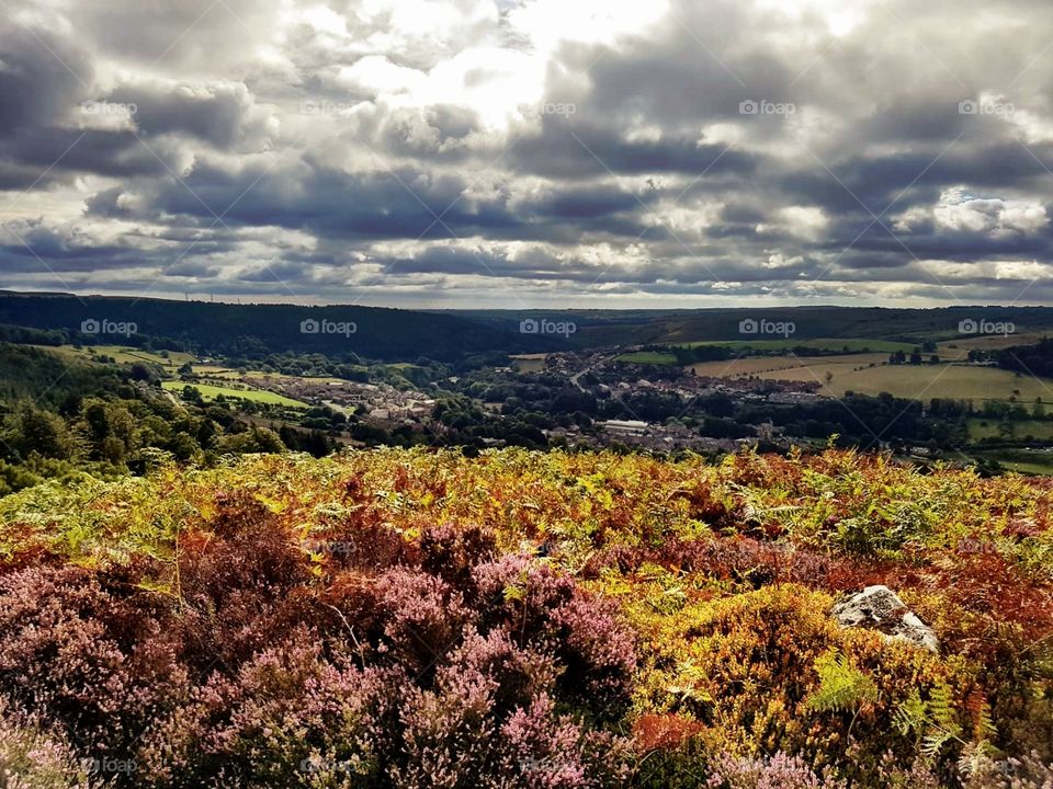 Beautiful Northumbrian landscape with rolling hills and heather. 