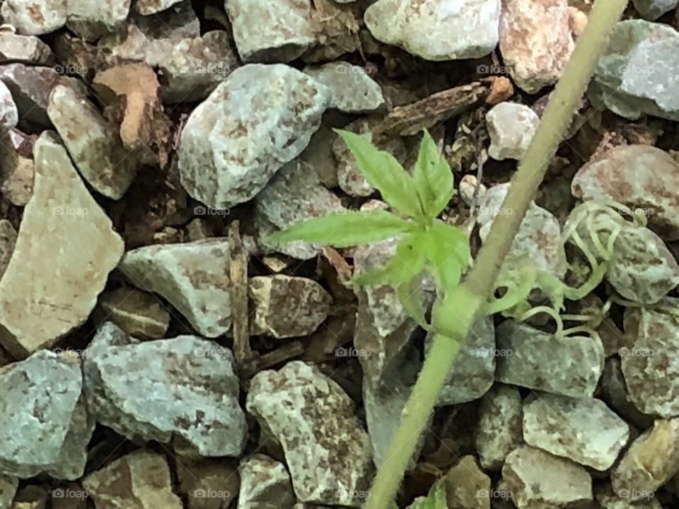 Poison ivy 
