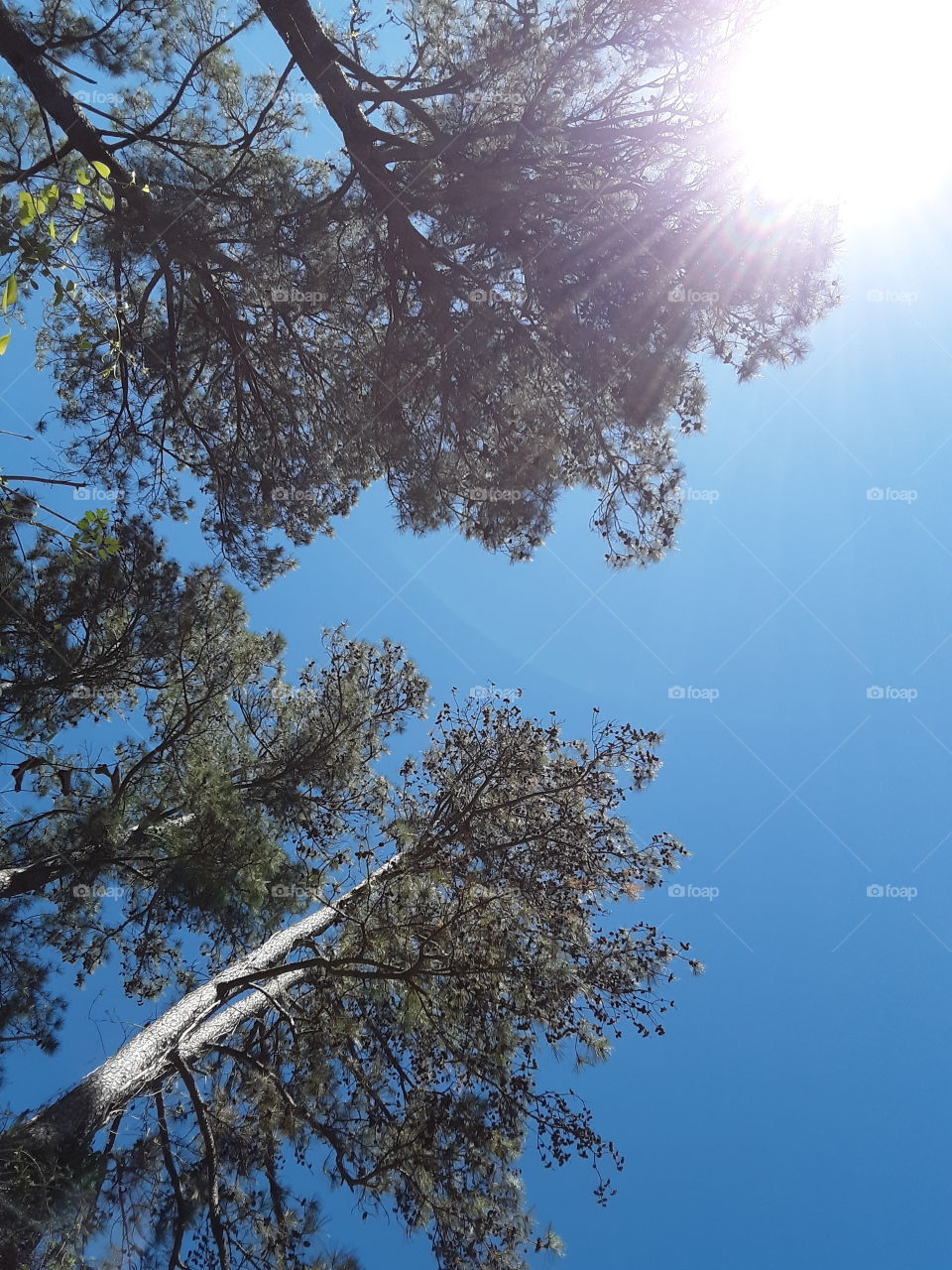 Treetops are Way up high