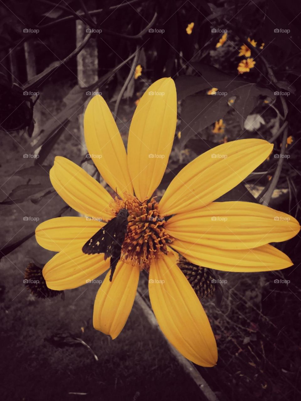 Pequena borboleta enfeitando como uma joia a flor Mão de Deus.