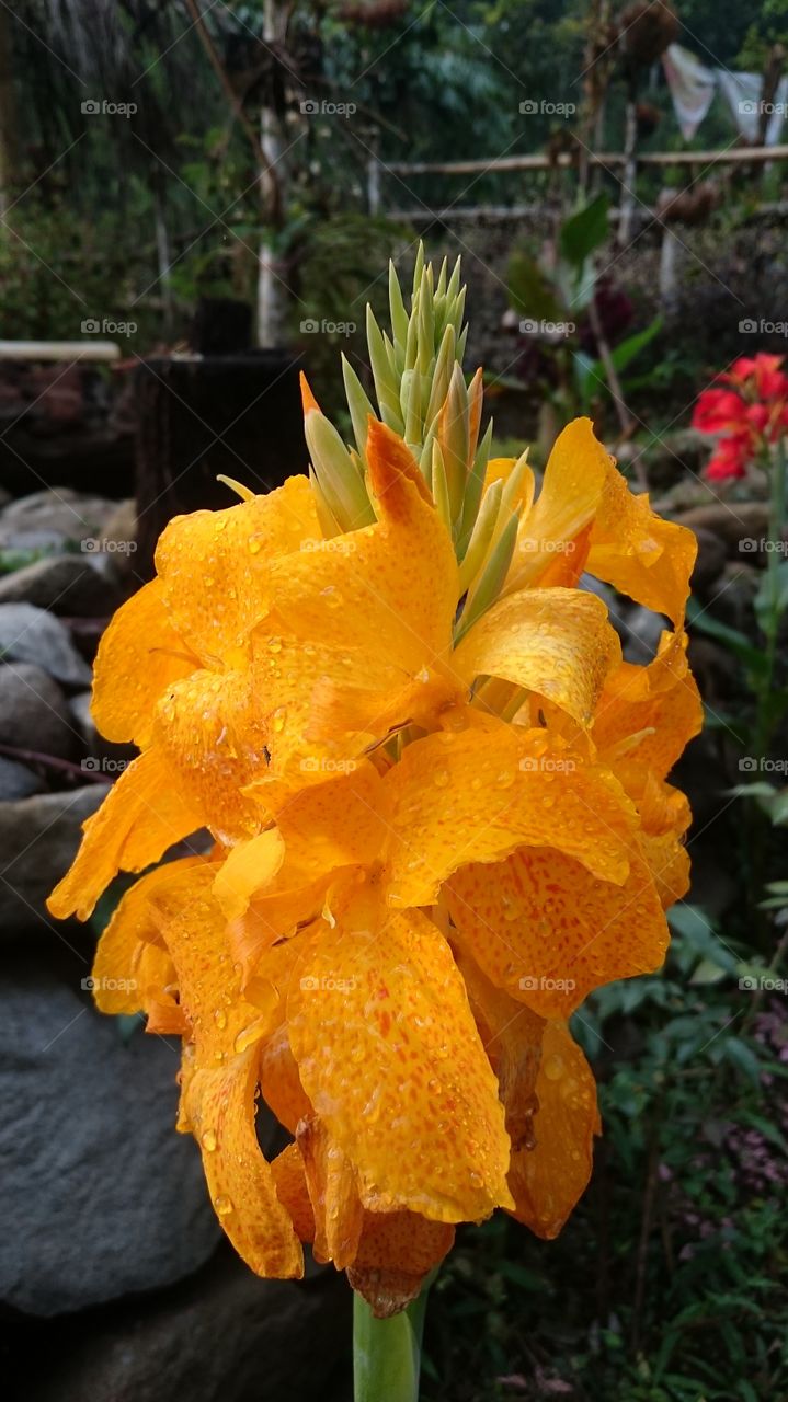 closeup after rain in anjasmoro mountain indonesia
