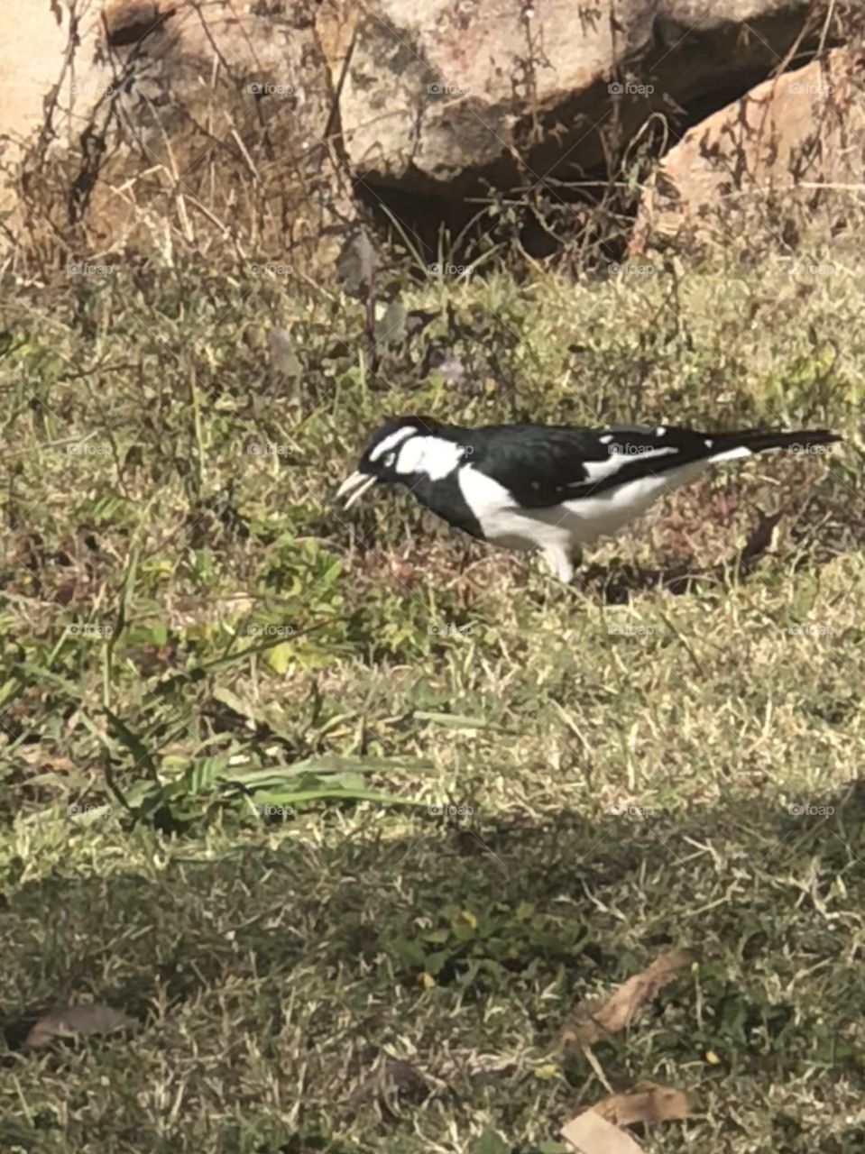 Baby magpie 