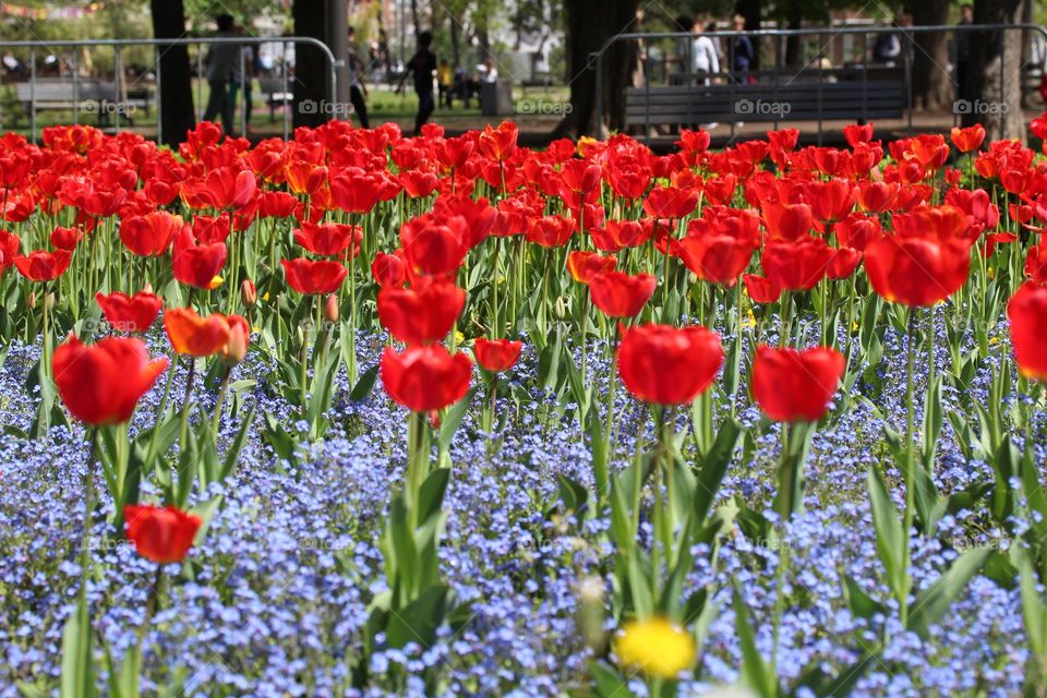 Red tulip 🌷