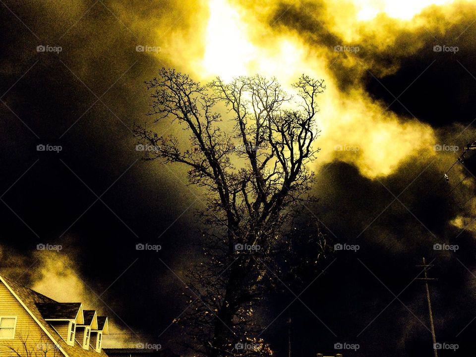 sunlight coming down through a break in the clouds to illuminate a leafless tree