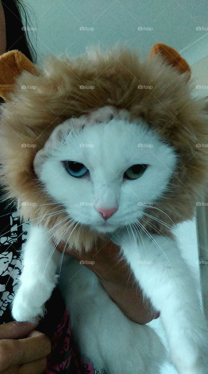 lion queen