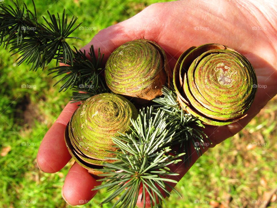 pine tree fruit