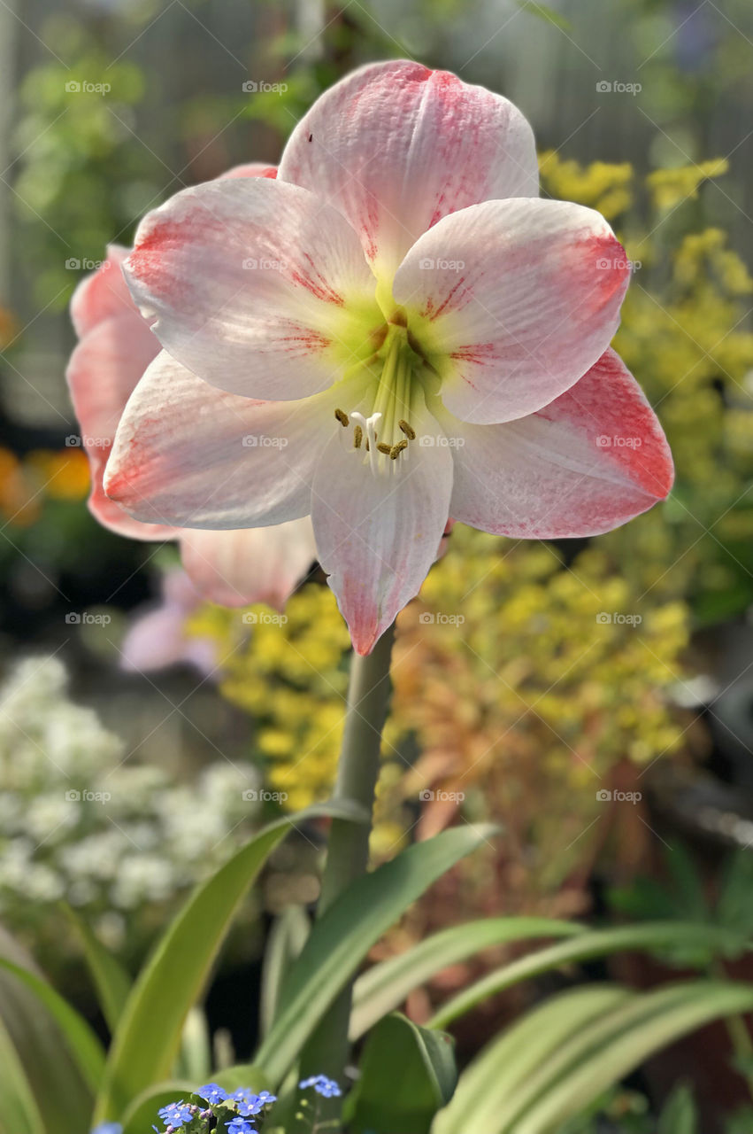 A beautiful white and pink tinged Amaryllis ready for planting in my outside garden staying warm in my friends greenhouse until ground is warm for planting - typically the 24 May long weekend. 