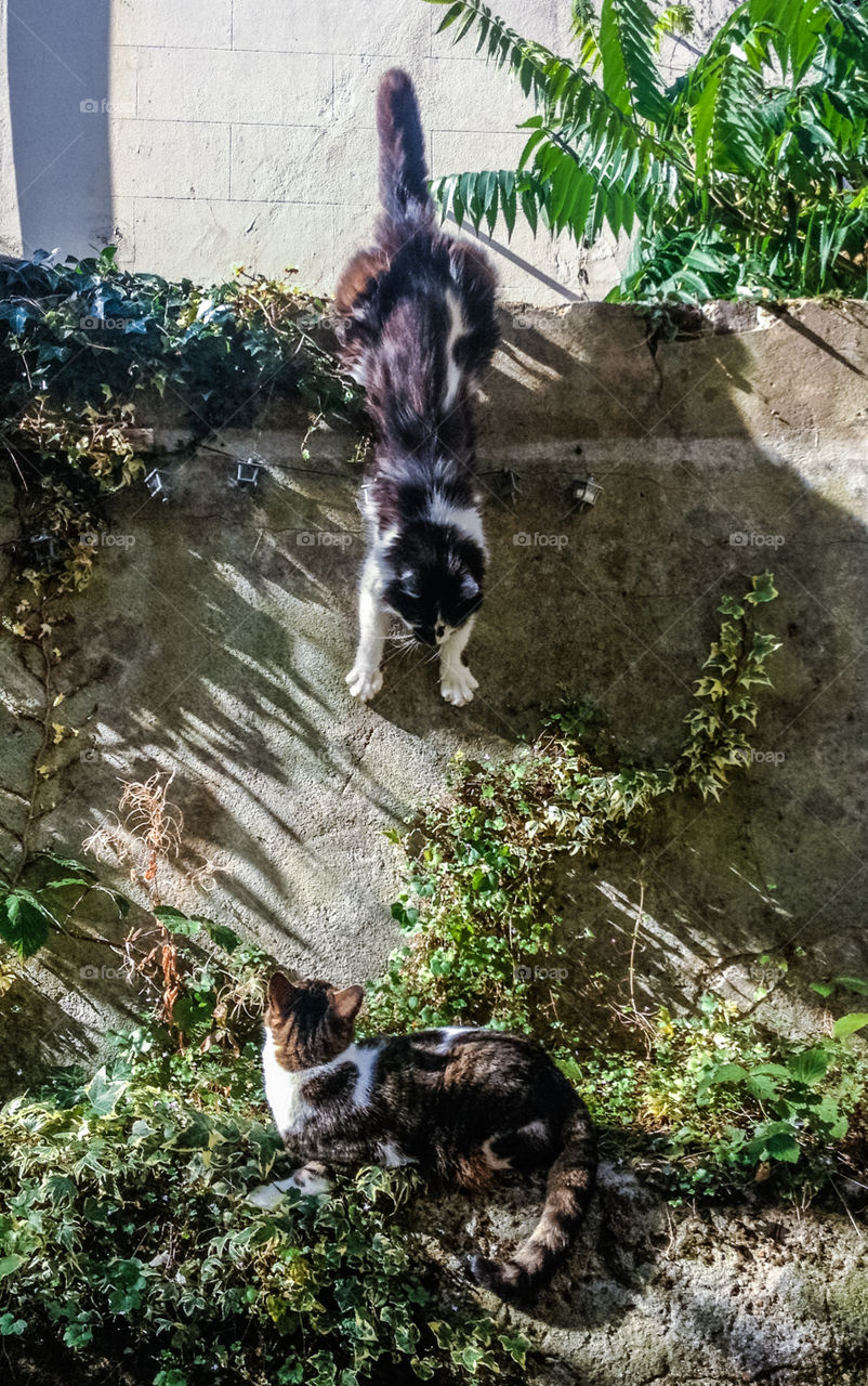 A black and white cat, scrabbles down a wall into the path of another cat, this probably isn’t going to end well