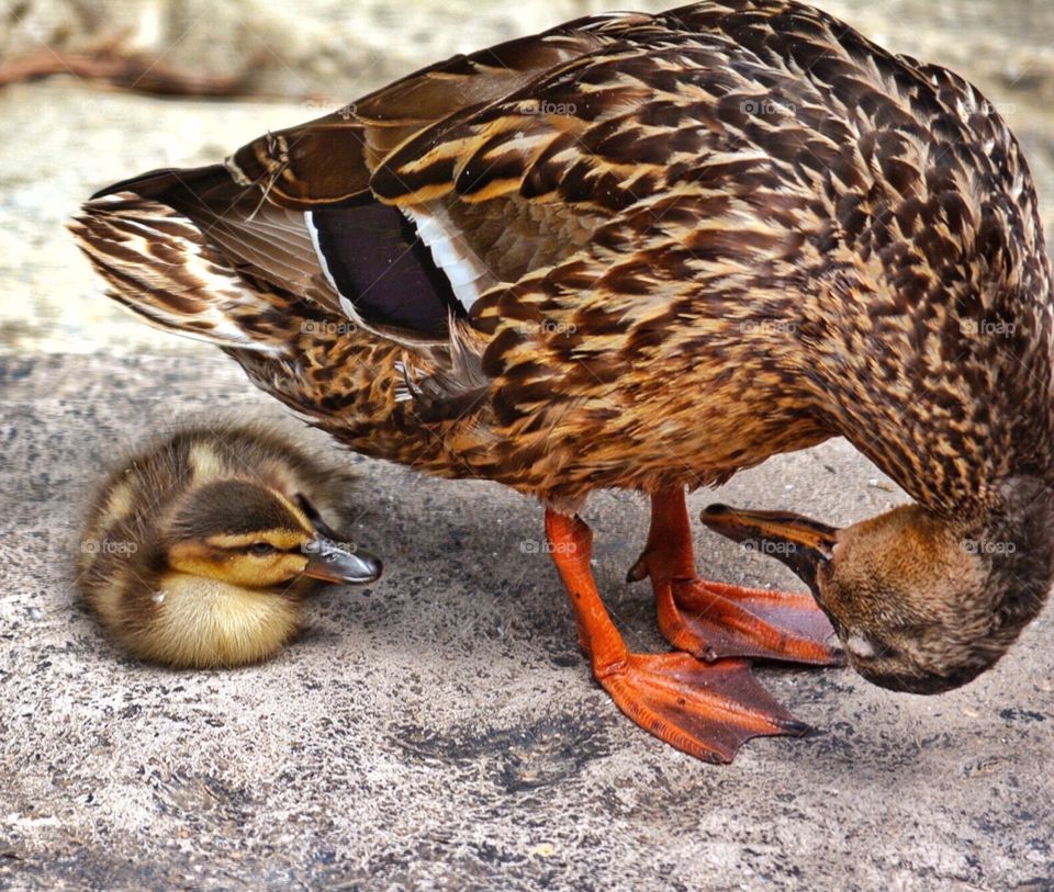 Mother mallard duck surprised by her duckling