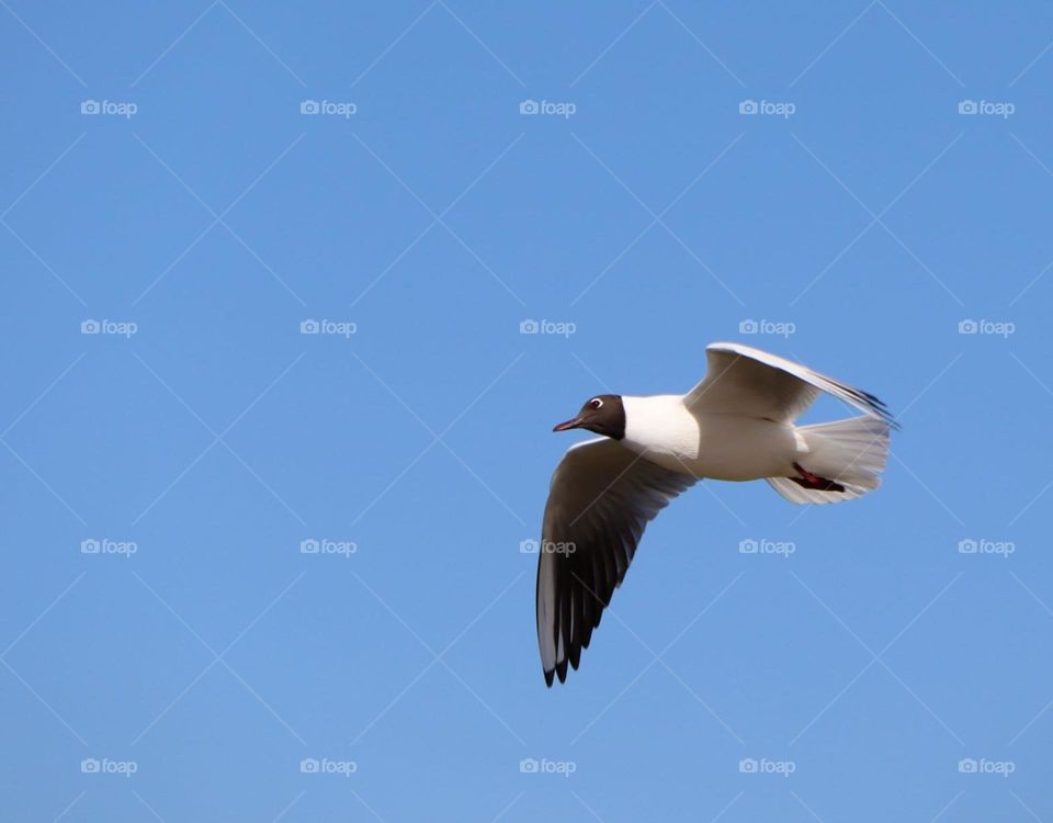 seagull