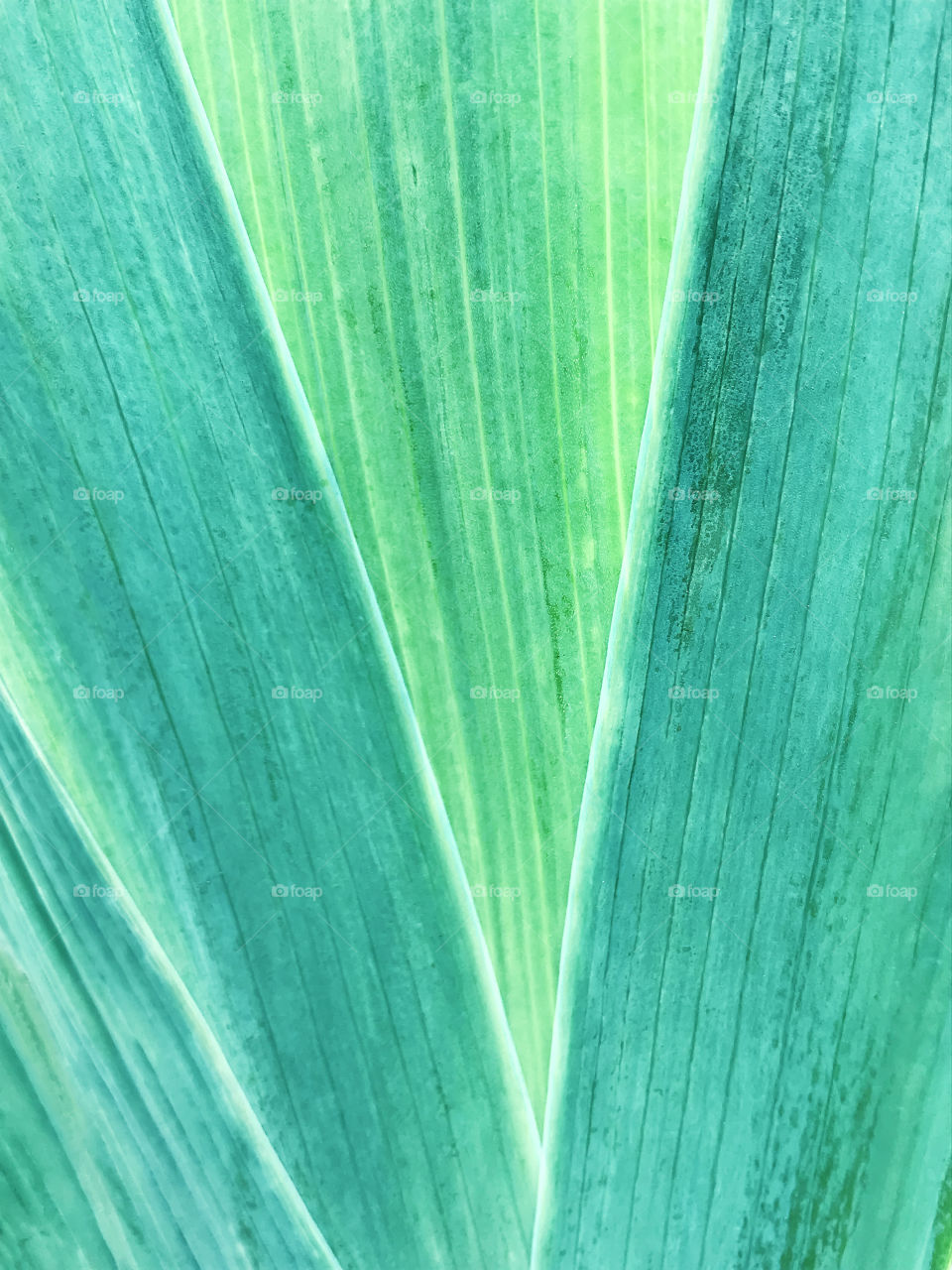 Green tropical leaves 