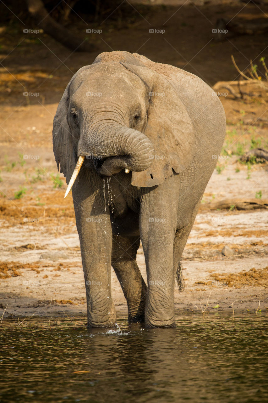 Wild animals little baby elephant drinking water. Image from an African safari