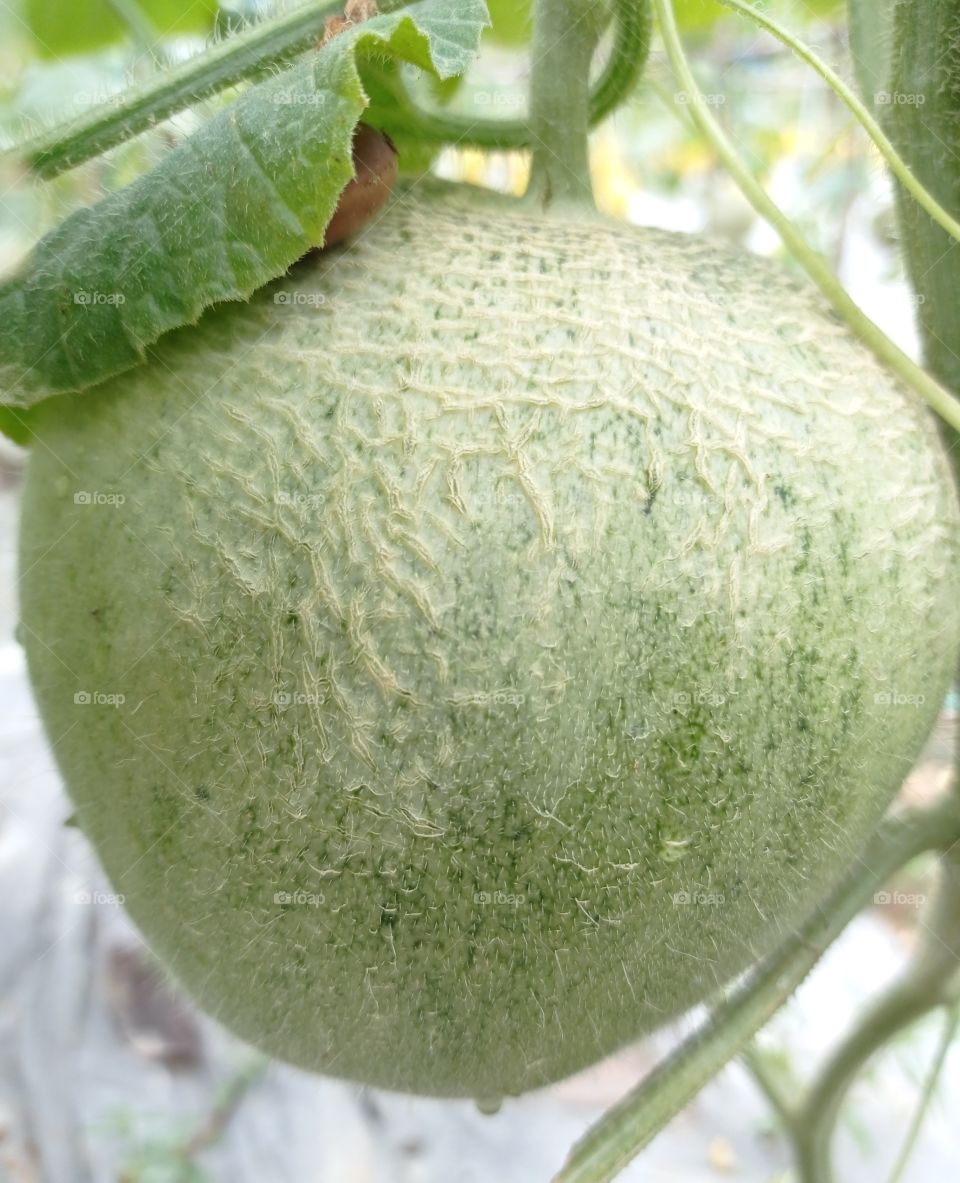 Green melon..