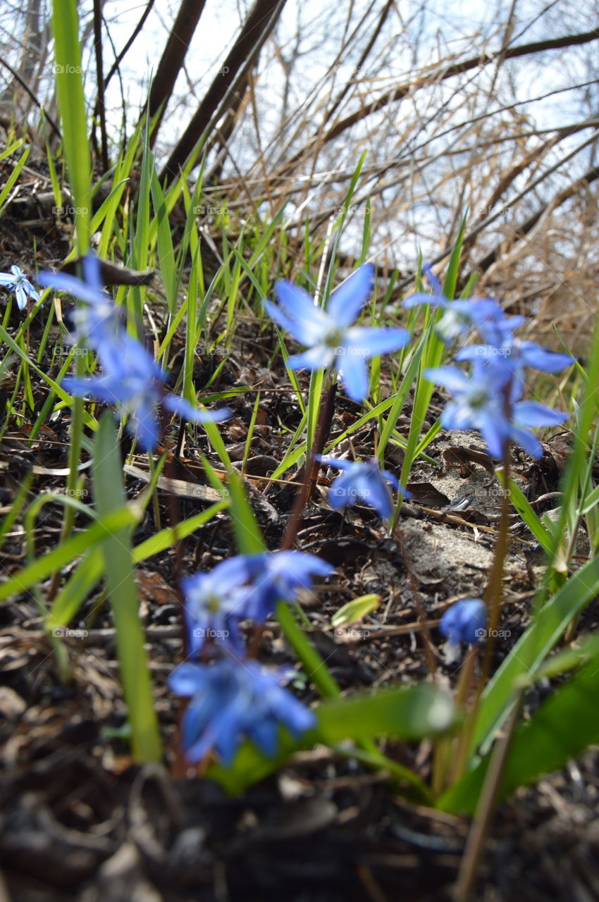 the first spring flowers