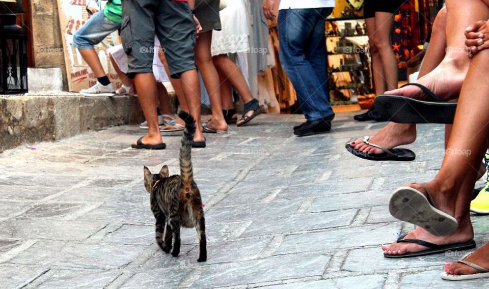 A lonely cat walking among tourists legs